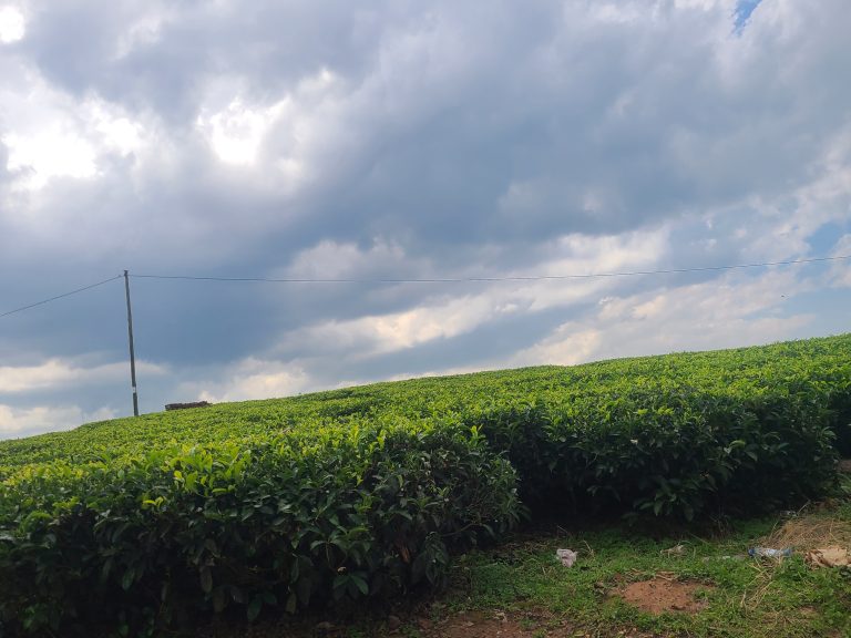 Our Esteemed Tea Farmers are well taken care of through Tea Financing Loans